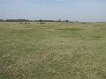 Bugac puszta - menes